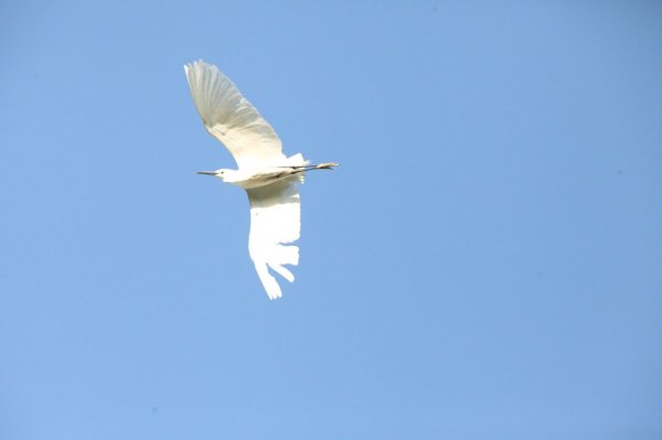 优益配资 《惠民孙武湖之畔 鸟儿奏响生态乐章》