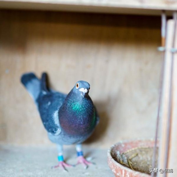 恒瑞盈 2025上海1500公里高光时刻！